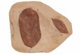 Two Red Fossil Leaves (Aesculus & Fraxinus) - Montana #212445-1